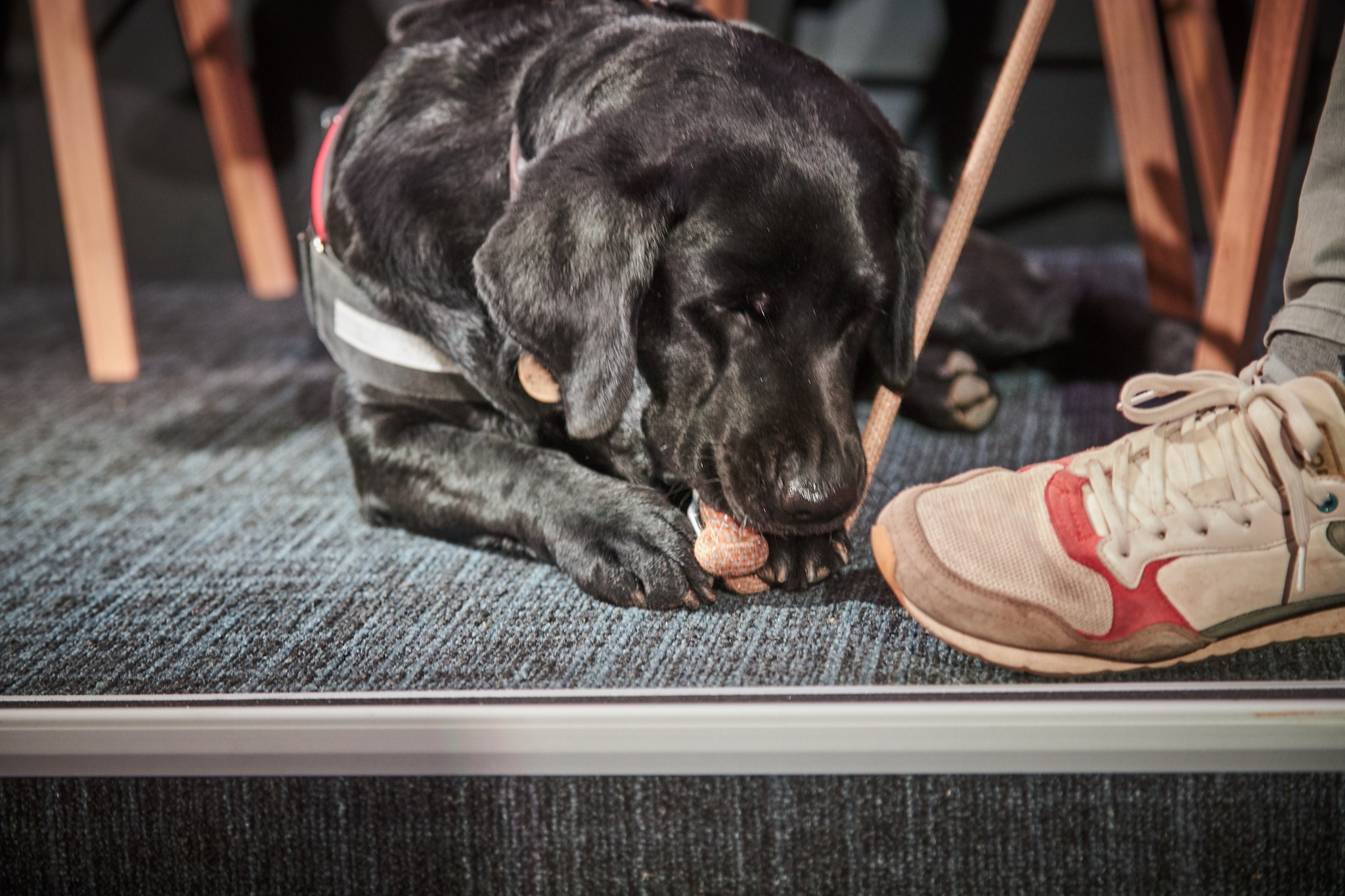 Perro guía durante la presentación